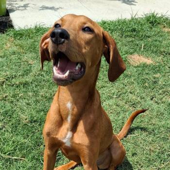 Shirley/Ethel/Setter 2 -  Setter and Vizsla Dog for Adoption in Myrtle Beach, South Carolina - Shirley/Ethel/Setter 2 | PetCurious