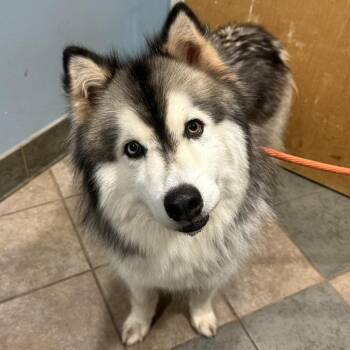 Ghost -  Mixed Breed Dog for Adoption in Chattanooga, Tennessee - Ghost | PetCurious