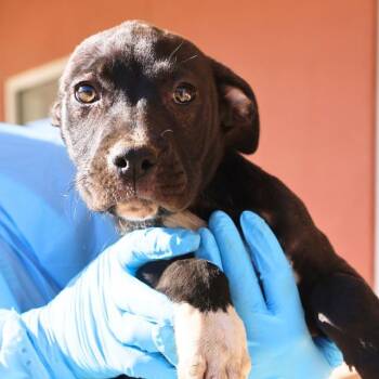 Labrador Retriever Dogs Available for Adoption - PISTACHIO | PetCurious