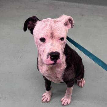 Mixed Breed Dogs Available for Adoption in Memphis, Tennessee - Erin | PetCurious