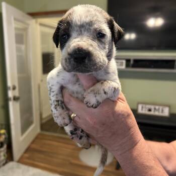 Hound Dogs Available for Adoption in Morganton, North Carolina - Benny | PetCurious