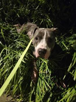 Sweetface -  Pit Bull Terrier and Mixed Breed Dog for Adoption in Atlanta, Georgia - Sweetface | PetCurious