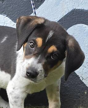 Foster -  Beagle Dog for Adoption in Newport, Tennessee - Foster | PetCurious