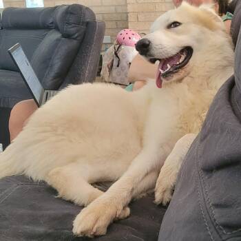 Great Pyrenees Dogs Available for Adoption in Houston, Texas - Casper : Your Fluffy Shadow | PetCurious