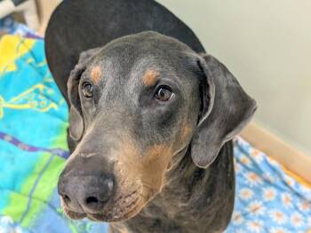 Doberman Pinscher Dogs Available for Adoption - Yew | PetCurious
