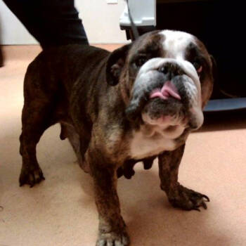 Rescue English Bulldog Dogs for Adoption in Pacific Grove, California - Gumdrop | PetCurious