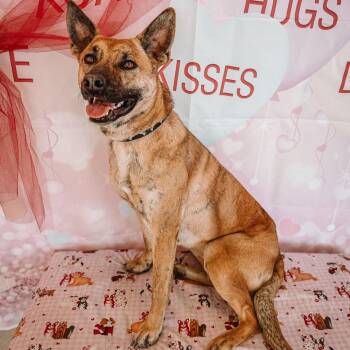 Clover -  Belgian Shepherd Malinois Dog for Adoption in Austin, Texas - Clover | PetCurious