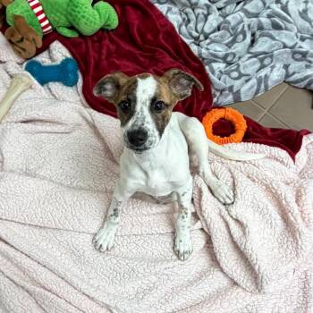 Banana Nut -  Mixed Breed Dog for Adoption in New York, New York - Banana Nut | PetCurious