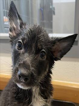 German Shepherd Dog Dogs Available for Adoption in Tracy, California - PETUNIA | PetCurious