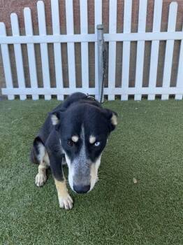 Rescue Siberian Husky and German Shepherd Dog Dogs for Adoption in Modesto, California - DIGIT | PetCurious