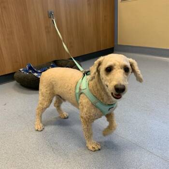 LUC -  Poodle and Maltese Dog for Adoption in San Jose, California - LUC | PetCurious
