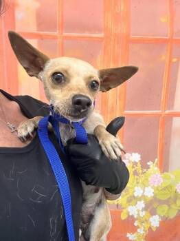 CINNA -  Chihuahua Dog for Adoption in San Bernardino, California - CINNA | PetCurious
