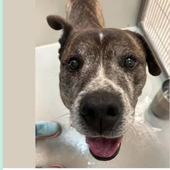 Boxer and Mixed Breed Dogs Available for Adoption in Spring Hill, Kansas - Stone | PetCurious