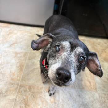 Chihuahua Dogs Available for Adoption in Boerne, Texas - Freesia | PetCurious