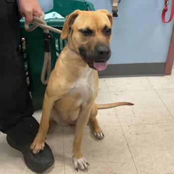Mia -  Shepherd and Mixed Breed Dog for Adoption in Saint Joseph, Missouri - Mia | PetCurious