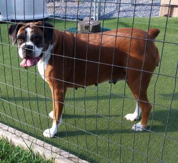Scarlett -  Boxer Dog for Adoption in Monticello, New York - Scarlett | PetCurious