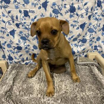 AJAX -  Pug and Mixed Breed Dog for Adoption in Modesto, California - AJAX | PetCurious