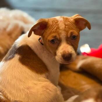 Sky -  Dachshund and Mixed Breed Dog for Adoption in Helena, Alabama - Sky | PetCurious