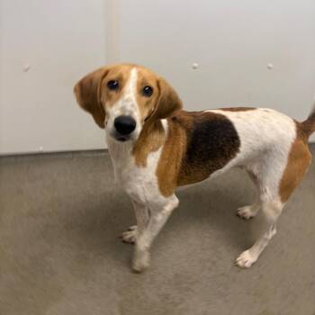 Gilly -  Treeing Walker Coonhound Dog for Adoption in Rocky Mount, Virginia - Gilly | PetCurious