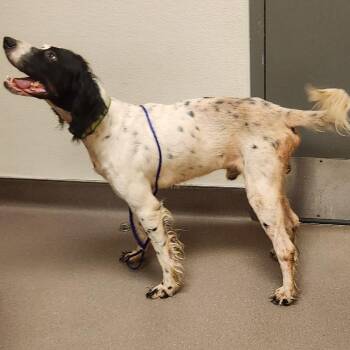 Pawlywood -  English Setter Dog for Adoption in Norman, Oklahoma - Pawlywood | PetCurious