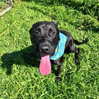 Rocky -  Black Labrador Retriever Dog for Adoption in Houston, Texas - Rocky | PetCurious