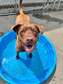 Juju or June -  Chocolate Labrador Retriever and Border Collie Dog for Adoption in Waverly, Tennessee - Juju Or June | PetCurious