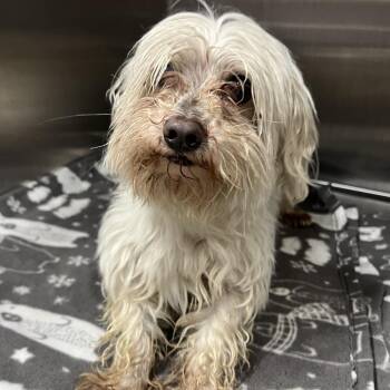 Casper -  Maltese Dog for Adoption in Oak Park, Illinois - Casper | PetCurious