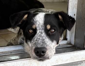 Australian Cattle Dog Blue Heeler and Labrador Retriever Dogs Available for Adoption in Fort Lupton, Colorado - Terl | PetCurious