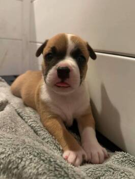 Mordecai -  Terrier Dog for Adoption in El Dorado, Arkansas - Mordecai | PetCurious