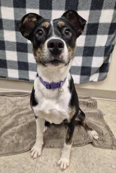 Lavender -  Mixed Breed Dog for Adoption in Hamilton, Ohio - Lavender | PetCurious