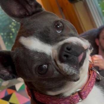 Gigi -  Boston Terrier Dog for Adoption in Sinking Spring, Pennsylvania - Gigi | PetCurious