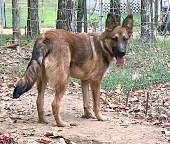 Rescue German Shepherd Dog Dogs for Adoption in Falmouth, Maine - Pri - Wants To Be Your Lap Dog | PetCurious