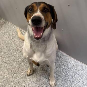 Miss Genie -  Hound and Mixed Breed Dog for Adoption in Murray, Utah - Miss Genie | PetCurious