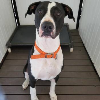 SCFL-Stray-67063 -  Mixed Breed Dog for Adoption in Lake Panasoffkee, Florida - SCFL-Stray-67063 | PetCurious