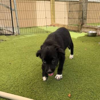 ELFC-Loiza 7 8202 -  Mixed Breed Dog for Adoption in Loxahatchee Groves, Florida - ELFC-Loiza 7 8202 | PetCurious