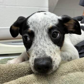 Bingo -  Australian Cattle Dog Blue Heeler and Mixed Breed Dog for Adoption in Corpus Christi, Texas - Bingo | PetCurious
