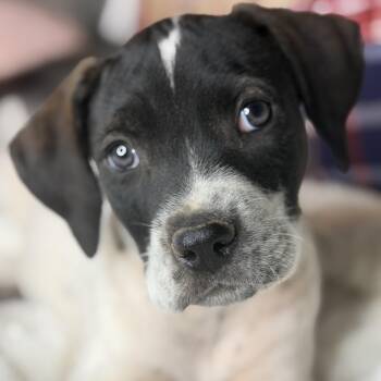 Rhodesian Ridgeback and Labrador Retriever Dogs Available for Adoption in Atlanta, Texas - Baker | PetCurious
