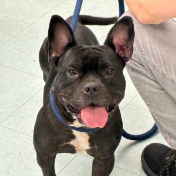 Shelly -  Mixed Breed Dog for Adoption in Philadelphia, Pennsylvania - Shelly | PetCurious