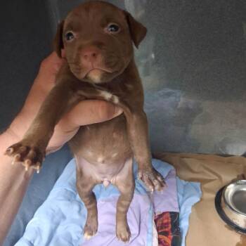 Mochi (p) -  English Bulldog and Mixed Breed Dog for Adoption in New York, New York - Mochi (p) | PetCurious