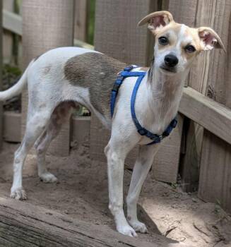 Oscar -  Chihuahua Dog for Adoption in Pembroke, Massachusetts - Oscar | PetCurious