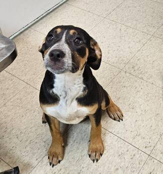 Jaylina -  Coonhound Dog for Adoption in Mocksville, North Carolina - Jaylina | PetCurious