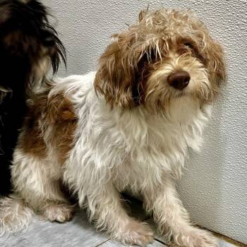 Henry -  Shih Tzu and Schnauzer Dog for Adoption in Warrensburg, Missouri - Henry | PetCurious