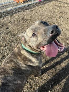Mixed Breed Dogs Available for Adoption in Minot, North Dakota - Geoffrey 26-9430 | PetCurious