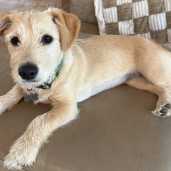 Rose -  Mixed Breed and Wirehaired Terrier Dog for Adoption in La Quinta, California - Rose | PetCurious