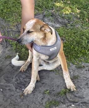 James -  Australian Cattle Dog Blue Heeler Dog for Adoption in Ruskin, Florida - James | PetCurious