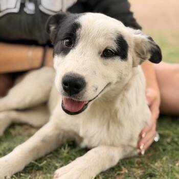 Border Collie Dogs Available for Adoption in Madison, Wisconsin - Dora | PetCurious