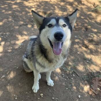 Rescue Husky Dogs for Adoption in Seguin, Texas - Sedna | PetCurious