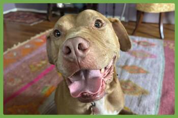 Rescue American Staffordshire Terrier Dogs for Adoption in Amherst, Massachusetts - Hank | PetCurious