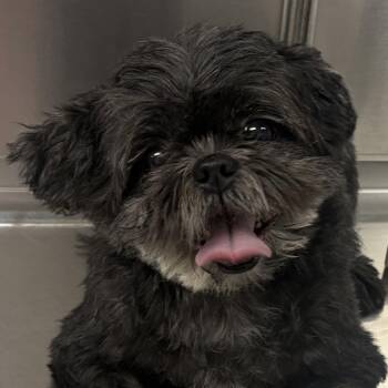 Bruno -  Shih Tzu Dog for Adoption in Normal, Illinois - Bruno | PetCurious