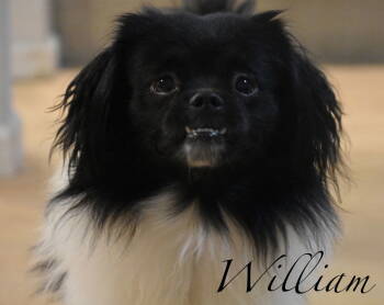 Rescue Japanese Chin Dogs for Adoption in Topeka, Kansas - William | PetCurious